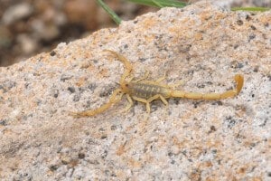 Scorpion On Rock
