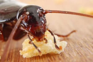 Cockroach Close Up