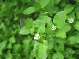 lawn weeds: chickweed