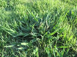 lawn weeds: crabgrass
