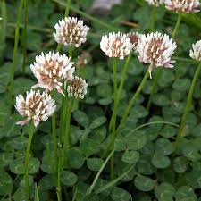 lawn weeds: white clover