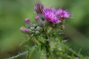 lawn weeds: thistle