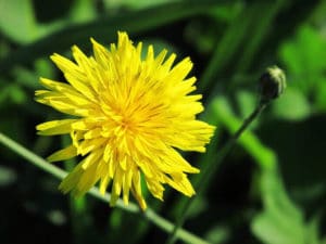 lawn weeds: dandelions