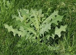 lawn weeds: prickly lettuce
