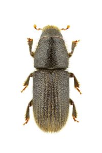 mountain-pine-beetle-bark-beetle