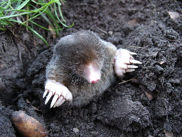 mole-description
