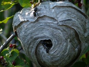 paper-wasp-nest-pest-control