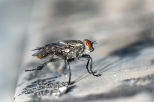 phorid-fly-pest