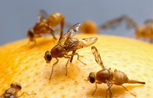 fruit-flies-senske-pest-control