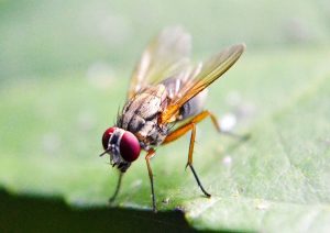 fruit-fly-pest