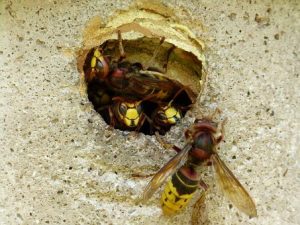 yellowjacket-nest-pest-control