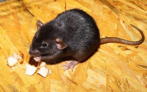 black-rat-inside-home