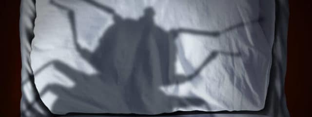dramatic shadow of bed bug