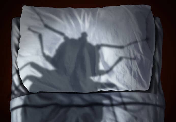 dramatic shadow of bed bug