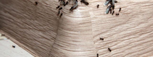 ants on baseboard