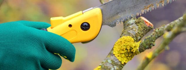 tree pruning with saw