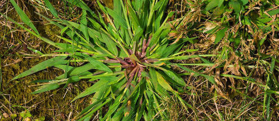 photo of crabgrass