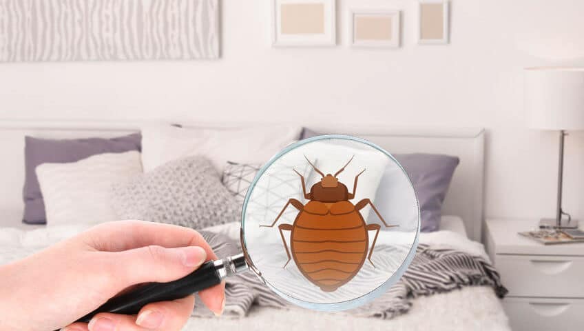 graphic of bed bug