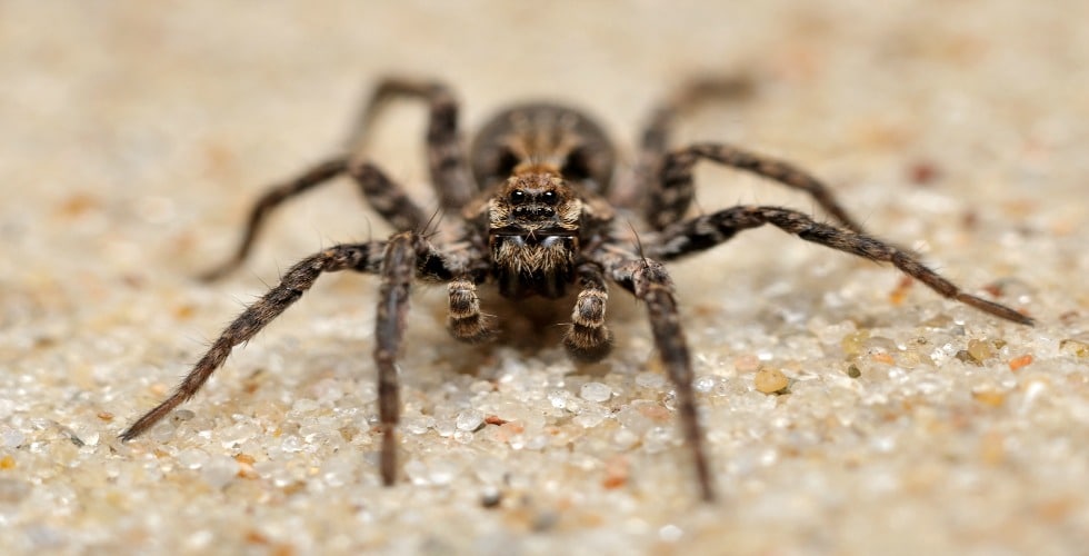Spring Spiders: They’ll Be Here Before You Know It