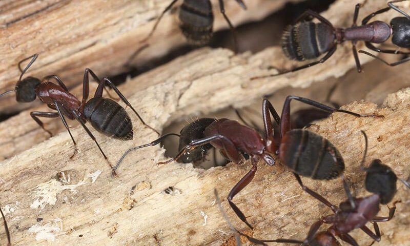carpenter ants eating wood