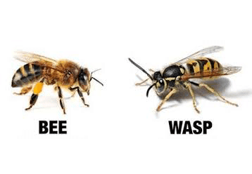 bee or wasp