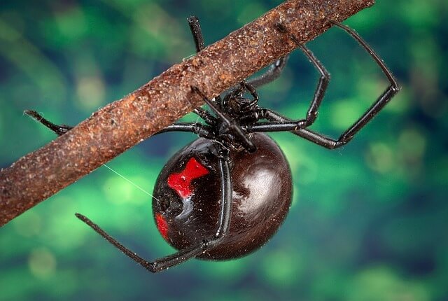 black widow spider 1326928 640