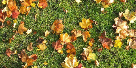 fall leaves on lawn