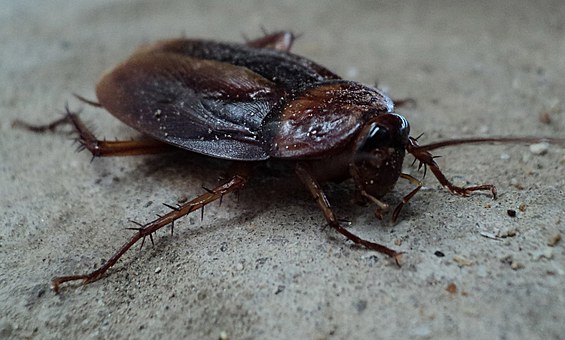 Senske cockroach control
