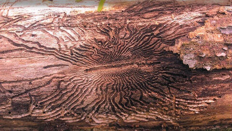 tree borer damage on wood