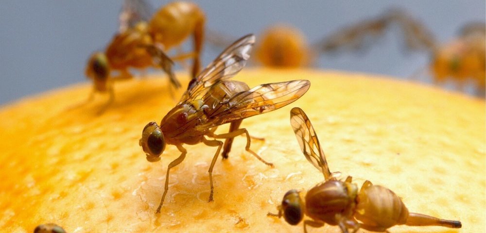 close up photo of fruit flies on orange