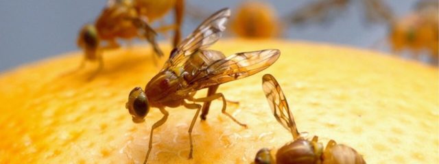 close up photo of fruit flies on orange