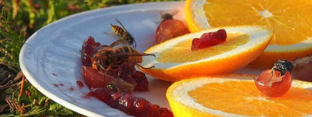 bees feeding on plate full of fruit