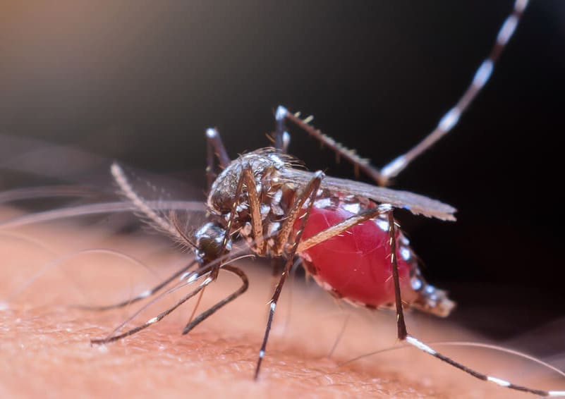 Senske Snapshot – Zika Virus