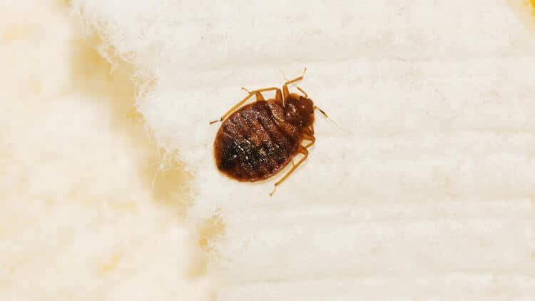 A History Of Bed Bugs