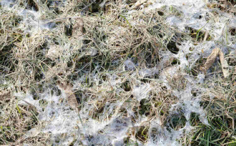 The Spring Surprise No One Wants – Snow Mold