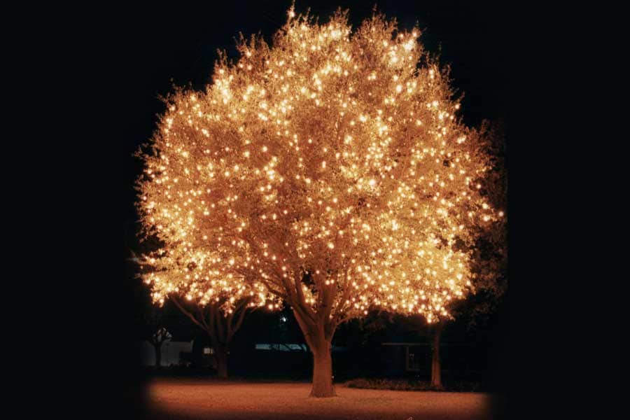 Make the Season Bright with Holiday Light Installation