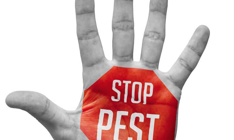stop pests