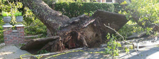 massive tree uprooted on street