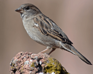 English Sparrow needs Pest Bird Control