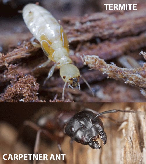 Pest Press Release Carpenter Ant Termite