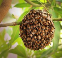africanized-honey-bee
