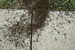 Senske ant control service needed to get rid of a black ant colony congregating on a sidewalk crack. 