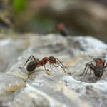 Ant control needed for ants in homeowners yard.
