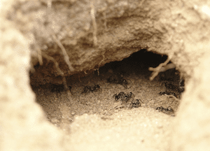 ants-tunnel.png