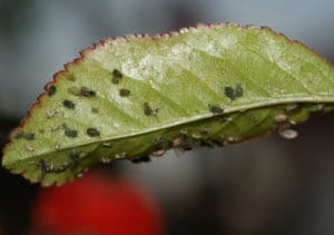 Aphids gathering under a leaf need Senske aphid control service.