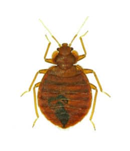 A single bed bug up close. Bed bugs exterminators know how to kill bed bugs.