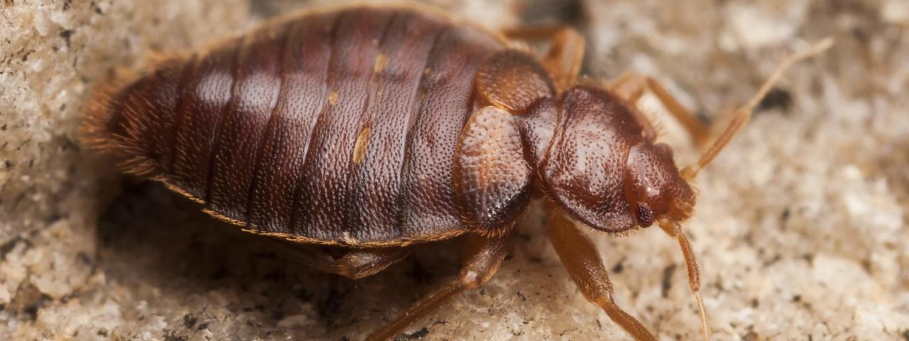 Bed Bugs - a single bed bug is shown. flat with minuscule hairs along edges and antena.