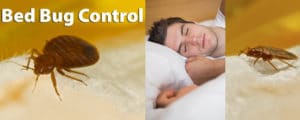 bed bugs in bed need Senske pest control services.