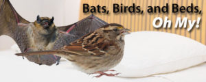 Bats and birds bring bed bugs into a bed. Call your Senske bed bug exterminator.