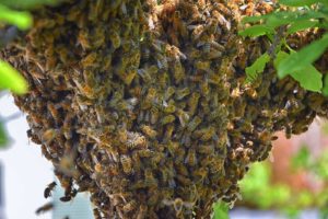 Bee removal services need for a swarm of bees on a tree branch.